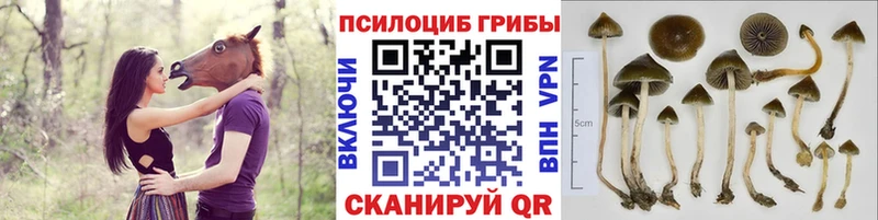 Псилоцибиновые грибы Psilocybe  KRAKEN зеркало  Шимановск 
